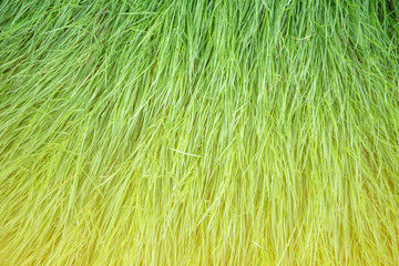 Artificial grass used for decoration as a background Artificial grass can be used for many things such as football fields, golf courses, organizing events, etc.