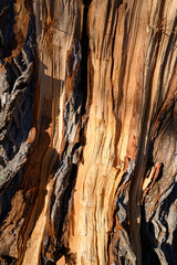 Aufgerissene Rinde einer Ulme