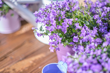 Gardening tools , can and flowers on the terrace in the garden