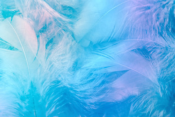 Abstract trend blue rainbow feather background. Closeup of colorful pastel neon fluffy feathers,...