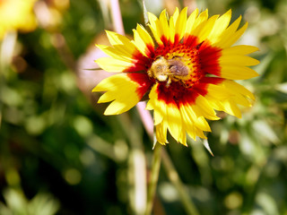 Image of beautiful flower and bee close-up