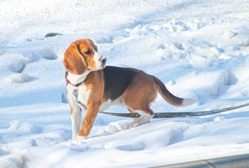 Dog harrier in winter on a leash during a walk. - obrazy, fototapety, plakaty