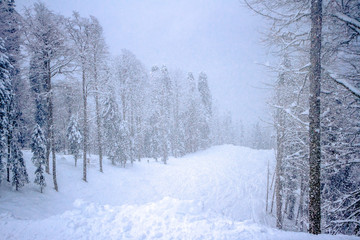 Winter Mountain landscape at the Rosa Khutor ski resort in Sochi, Russia.