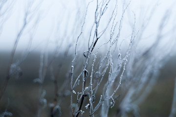 frost on the tree