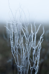 frost on the tree