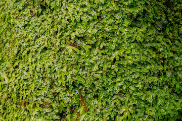 鬱蒼としげる熱帯植物