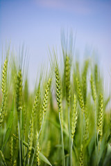 Fototapeta na wymiar Close up of young green wheat on the field