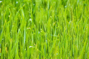 Close up of young green wheat on the field