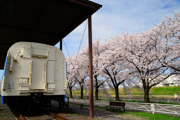 摂津市新幹線公園の桜と新幹線