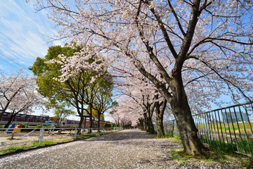 Obraz premium 摂津市新幹線公園の桜