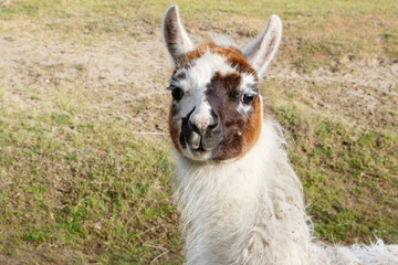 Obraz premium Retrato de una llama