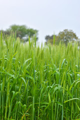 Close up of young green wheat on the field
