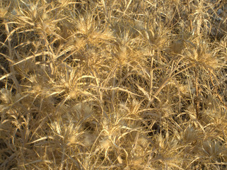 Golden dry bush with needles, pattern background