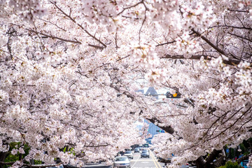 Blooming sakura in South Korea, Busan