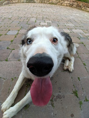 A nice photo of a dog with his tongue hanging out