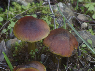 Brown mushroom close-up detail