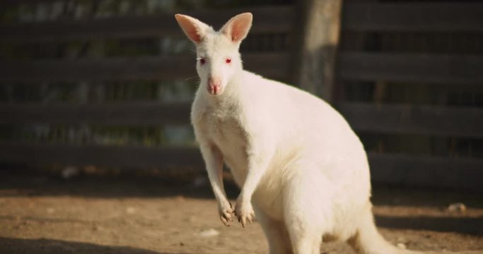 Close up of Adult albino red-necked wallaby on a farm. BMPCC 4K