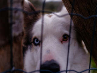 Sweet eyes inside a cage