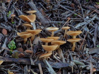 Yellow brown mushrooms at pine tree forest