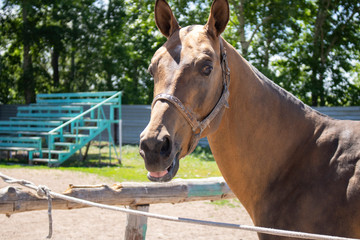 Obraz premium Cute red sport horse standing behind fence on background of hippodrome. Farm in summer day