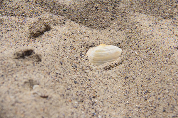 Fototapeta na wymiar Seashells on the sand, close-up