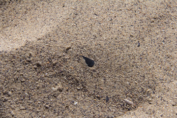 Sea beach texture, sand, shells, background, texture