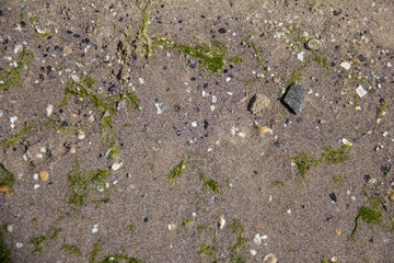 Shell background, seashore, vacation, vacation