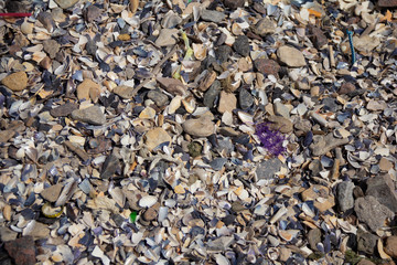 Shell background, seashore, vacation, vacation