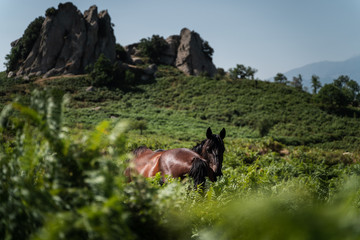 Wild horses grazing on the green prairie, Sicilian countryside, field of wild ferns 