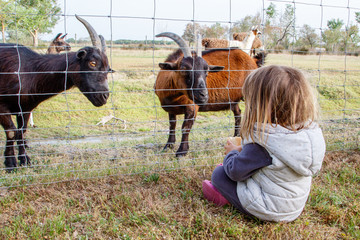 Niña mirando cabras II