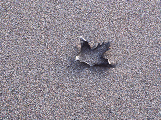 Fototapeta na wymiar Platanus leaf on gray sand