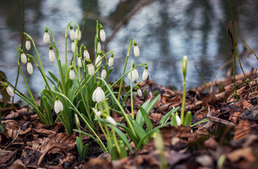 Snowdrops in the forest in the early spring. Wild white flowers on the meadow