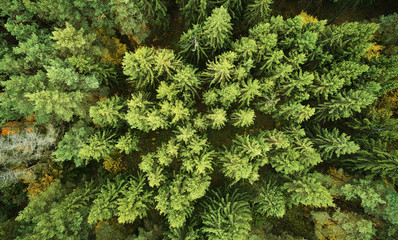 Green pines in forest