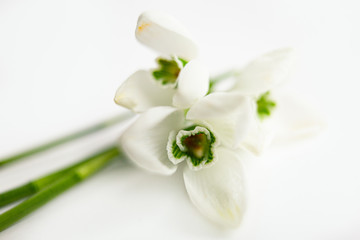 Fototapeta na wymiar Three snowdrop flowers isolated on white background