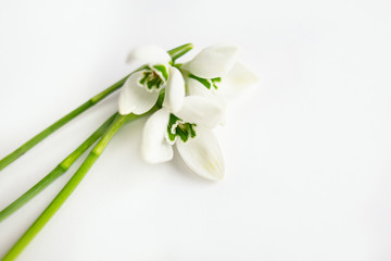 Three snowdrop flowers isolated on white background