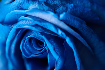 Blue leafs of rose flower