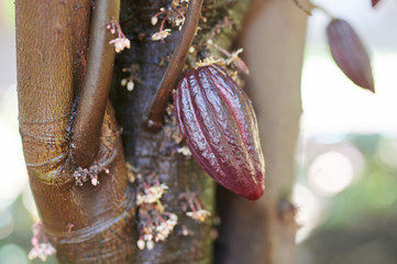 Red cacao pod
