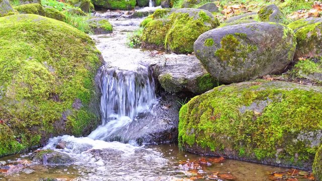 Scenic landscape with clear water stream among thick moss and lush vegetation. Mountain creek on mossy slope with fresh greenery and many small flowers. Colorful scenery with rich alpine flora.