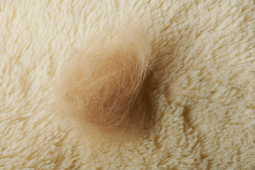 Macro view of dog fur