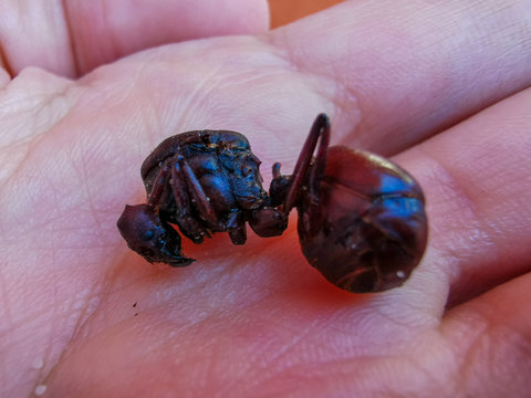 Culona Images – Browse 63 Stock Photos, Vectors, and Video | Adobe Stock