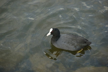 Blässhuhn,Ralle,Coot,Wasservogel,Waterfowl