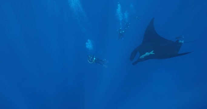 Manta rays at Revillagigedo islands, Mexico 