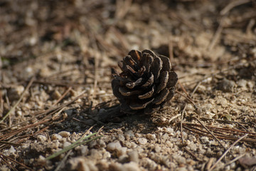 땅에 떨어진 솔방울