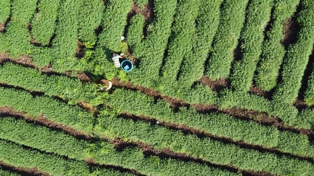 Aerial top view of Farmer and working labors in chickpea field 