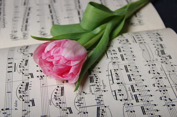 Musical notes and one tulip romantic background