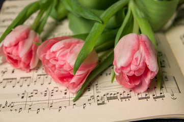 Musical notes and one tulip romantic background