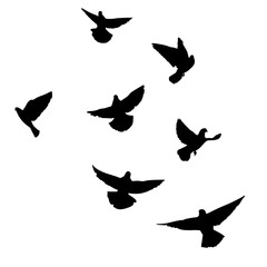 Naklejka na ściany i meble Set of flying pigeons. Silhouette of doves fly on white background. Vector illustration