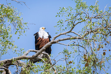 African Fish Eagle