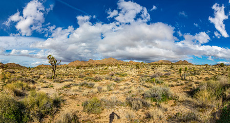 landscape with joshua trees in the desert