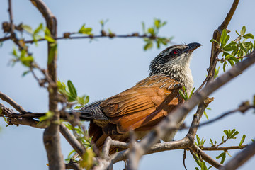 Burchals Coucal